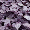 Базилик овощной Пурпурные звезды фото 1 