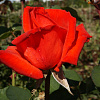 Роза чайно-гибридная Лидка фото 4 